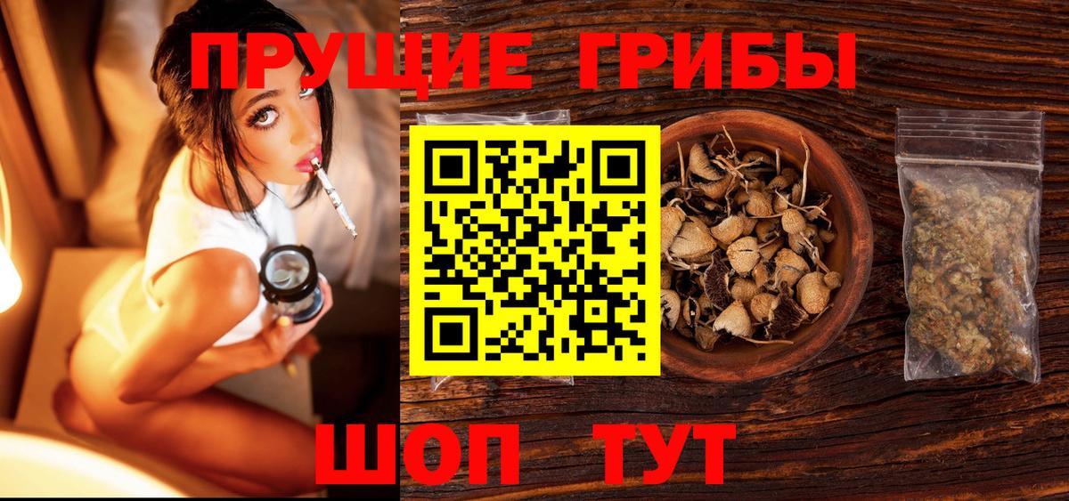 Железногорск  Галлюциногенные грибы Cubensis  Вход с VPN 
